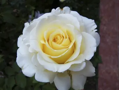 Роза чайно-гибридная Анастасия Rose hybrid tea Anastasia - купить саженцы  роз с доставкой по Украине в магазине Добродар