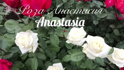 Анастасия. (Anastasia): продажа, цена в Киевской области. Рассада и саженцы  цветов от \"EDROSES\" - 961111528