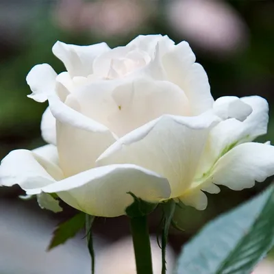 Роза чайно-гибридная Анастасия Rose hybrid tea Anastasia - купить саженцы  роз с доставкой по Украине в магазине Добродар