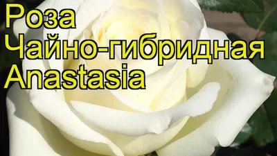 Саженец Роза Анастасия (Rosa Anastasia) купить в Москве по низкой цене из  питомника, доставка почтой по всей России | Интернет-магазин Подворье