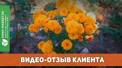 Гортензия Роял Анастасия - купить в Москве | Flowerna