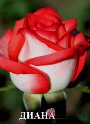 Роза чайно-гибридная Анастасия Rose hybrid tea Anastasia - купить саженцы  роз с доставкой по Украине в магазине Добродар