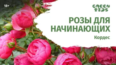 Пионовидные розы: не оставят никого равнодушными! Обзор самых красивых  сортов