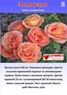 Роза — Википедия