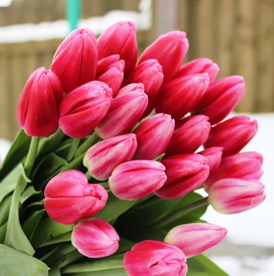 Доставка цветов к 8 марта. Тюльпаны сорта Супермодель.