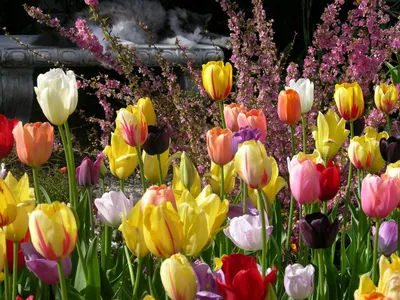 Вечный вопрос: можно ли сажать разные сорта тюльпанов рядом | Садовая  коллекция Натальи | Дзен