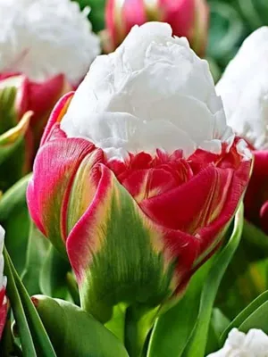 Все о разновидностях тюльпанов — классы, группы и сорта. Фото — Ботаничка