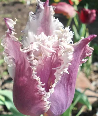 Купить тюльпаны онлайн, заказать букет 51 красный тюльпан с доставкой по  Днепру | Royal-Flowers