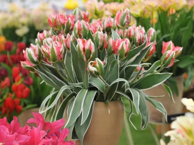 Тюльпан (Tulipa) - «Необычные сорта тюльпанов. Уход, подкормка и посадка. »  | отзывы