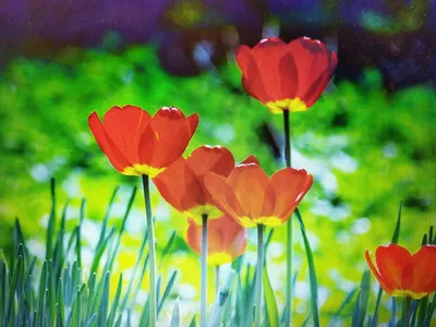 10 лучших сортов тюльпанов для выгонки (названия, фото, описания) | В  цветнике (Огород.ru)