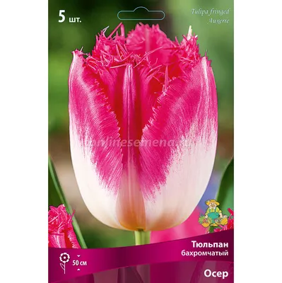 Интересные и необычные сорта тюльпанов | Тюльпаны, Луковичные растения,  Цветник план