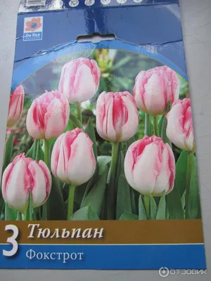 Тюльпаны — нежные весенние цветы — Soncesad Тюльпаны — нежные весенние  цветы — Soncesad