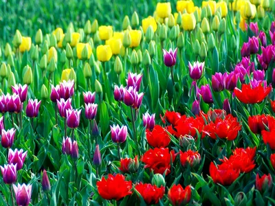 Тюльпан (Tulip) - Kazan Flower School