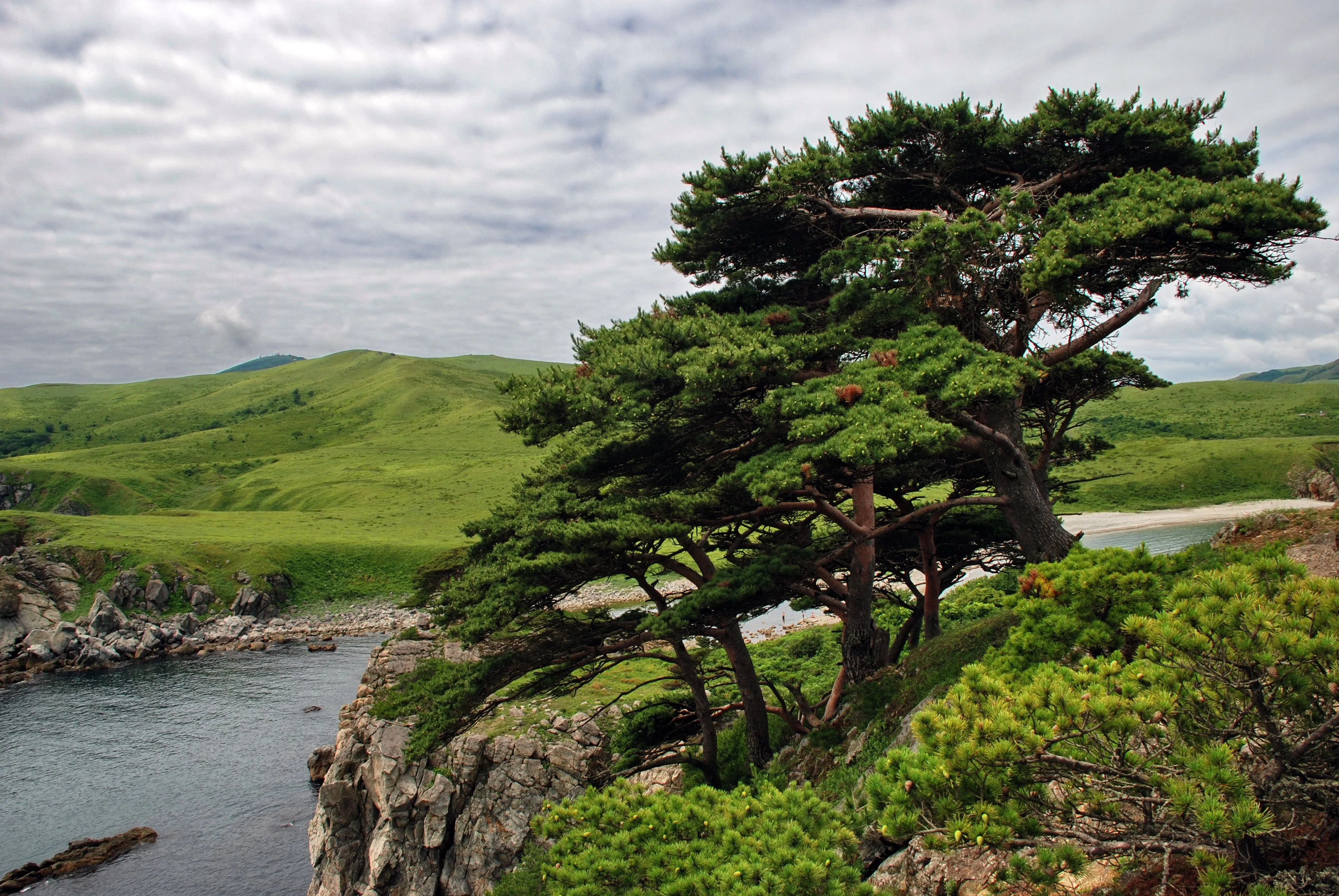фото морские деревья