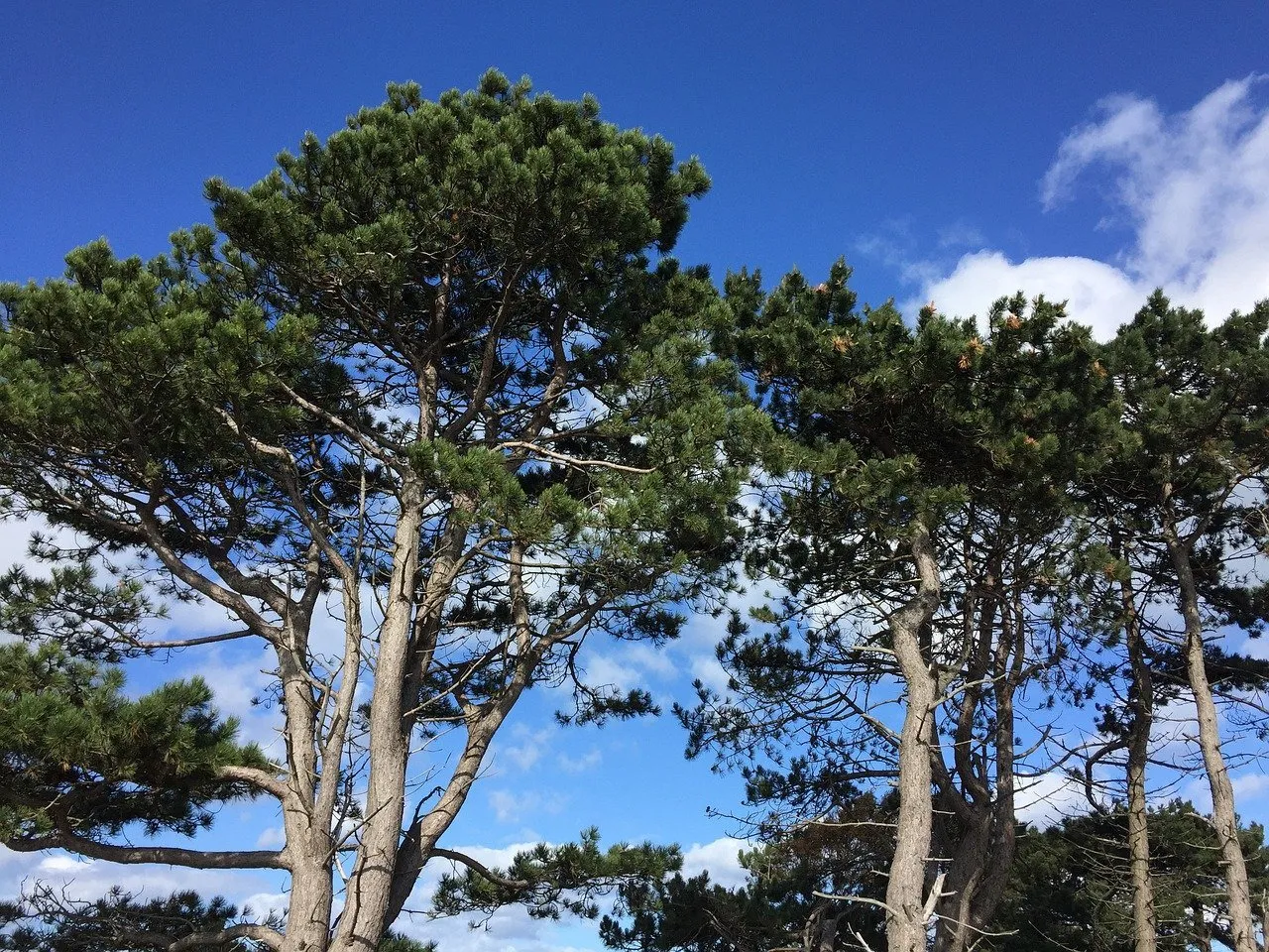 Хвойные турции. Сосна Ламберта (Pinus lambertiana). Сосна черная саммер Бриз. Сосна обыкновенная многоствольная. Сосна Ксавьер.