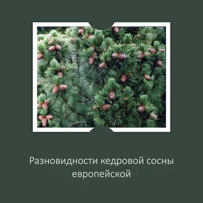Сосна сибирская кедровая: красивые фото для вашего наслаждения