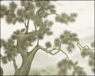 Красивое изображение сосны сибирской кедровой