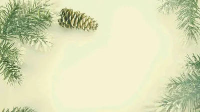 Сосна сибирская кедровая на белом фоне