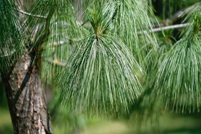 Фотография сосны стланиковой на фоне зеленого леса