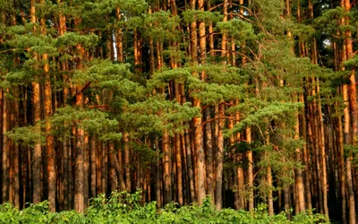 Сосновый лес с много деревьев и некоторые украшают деревья in-between  Стоковое Фото - изображение насчитывающей валы, некоторые: 115894638