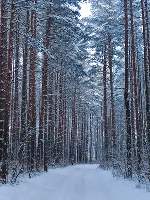 сосновый лес Обои Изображение для бесплатной загрузки - Pngtree