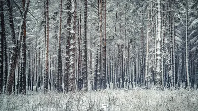 Сосновый лес в России стоковое фото. изображение насчитывающей туман -  95239588