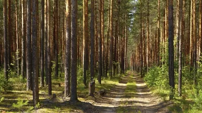 Зимний Сосновый Лес Со Снегом В Закат Фотография, картинки, изображения и  сток-фотография без роялти. Image 51379621