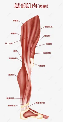 Человеческое тело медицинские ткани и органы человеческие мышцы внутренние  мышцы ног PNG , Человек медицинский, организация, орган PNG картинки и пнг  PSD рисунок для бесплатной загрузки