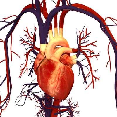 Сердце и сосуды, подготовка к ЕГЭ по биологии