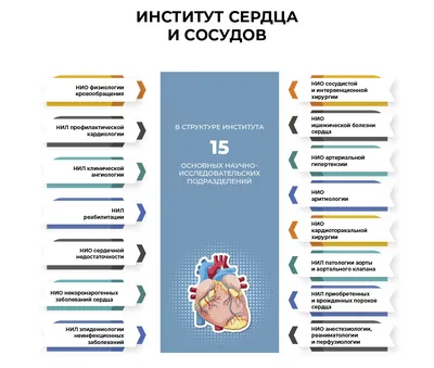 Человеческое Сердце С Сосудами Крупным Планом — стоковые фотографии и  другие картинки Анатомия - Анатомия, Аорта, Артерия - iStock