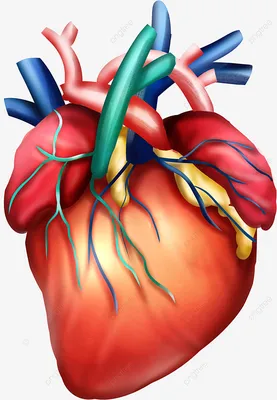 иллюстрация показывающая артерии и красные сосуды сердца, картинка артерии  и вены, артерия, вена фон картинки и Фото для бесплатной загрузки