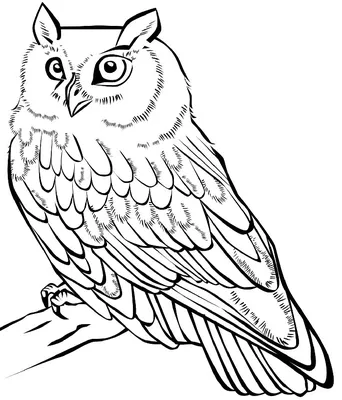 сова. рисунок графического портрета совы на белом фоне. Иллюстрация вектора  - иллюстрации насчитывающей ангстрома, этническо: 227694406