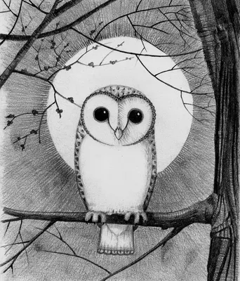 декоративная сова | Ilustraciones de búho, Silueta de búho, Páginas para  colorear de animales