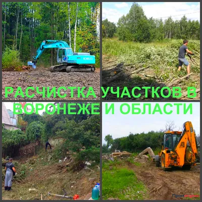 Совесть есть у вас?\": вопиющий случай из леса попал на фото - PrimaMedia.ru