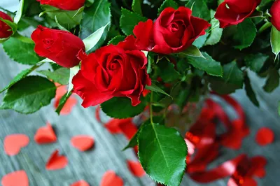 Обои Цветы Розы, обои для рабочего стола, фотографии цветы, розы, roses,  thank, you, card, спасибо, открытки, букет, flowers, bouquet Обои для  рабочего стола, скачать обои картинки заставки на рабочий стол.