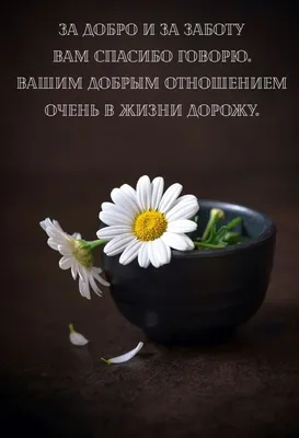 Виктор Дерябкин: Спасибо вам за доброту, спокойствие и радость, что вы  приносите в нашу жизнь! | 09.03.2022 | Волгодонск - БезФормата