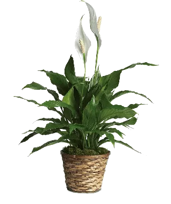 Спатифиллюм: фото красивого и элегантного растения для вашего дома