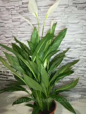 Фотография комнатного спатифиллюма: какие преимущества у этого растения перед другими декоративными растениями?