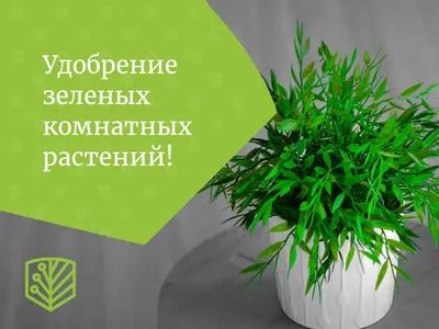 Картинка Спатифиллюма: как сохранить здоровье и красоту растения