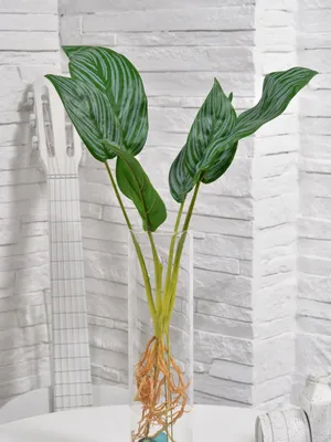 Фото Спатифиллюма: простые советы по уходу за этим комнатным растением