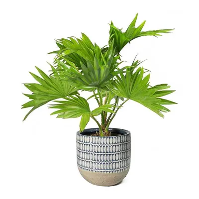 Картинка Спатифиллюма: какие растения могут быть использованы в сочетании с этим комнатным растением