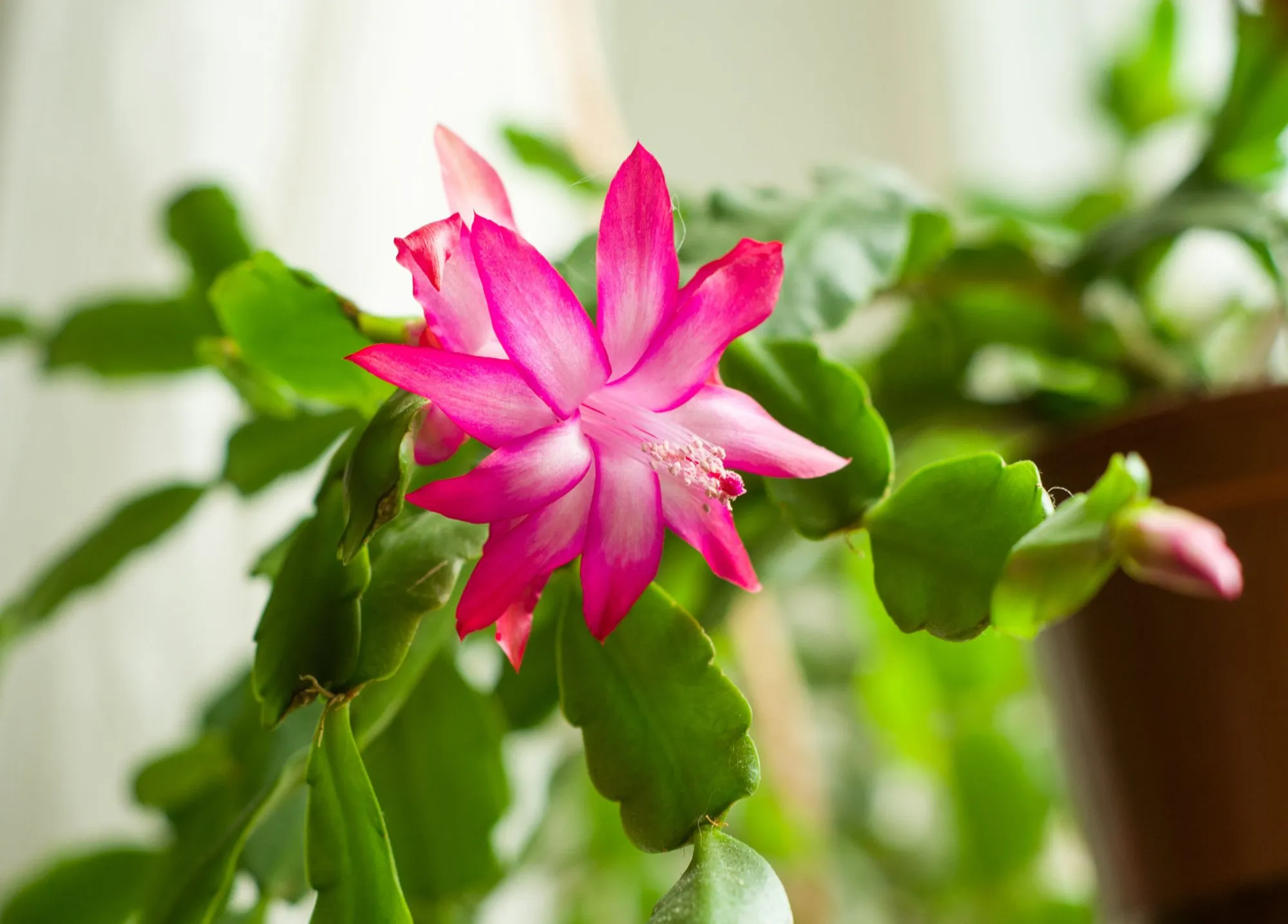 Зигокактус фото. Шлюмбергера Родина. Christmas Cactus, Schlumbergera. Декабрист цветок. Рождественник цветение.