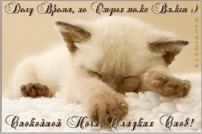 Споки ноки открытки с пожеланиями хороших снов для любимых с котиками  пожелать прекрасных снов любимым с помощью открытки гифки … | Открытки,  Спокойной ночи, Кошки