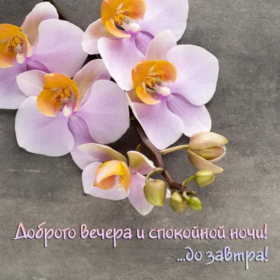 Гармония - 💖💖💖 ДОБРОЙ НОЧИ, ДРУЗЬЯ!!! ВОЛШЕБНЫХ СНОВ!!! ДО ЗАВТРА!!!  🌠🌠🌠 | Facebook