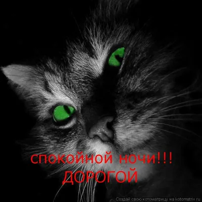 Котоматрица: спокойной ночи!!! ДОРОГОЙ