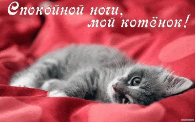 Фото Рыжий кот спит с игрушкой (Спокойной ночи)