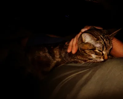 кот киёмидзу спит ночью на тротуаре, спокойной ночи кот, кошка, позвоночное  животное фон картинки и Фото для бесплатной загрузки