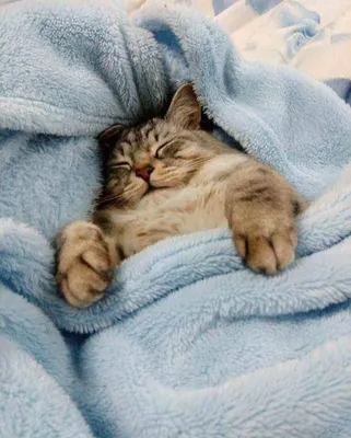 Спокойной ночи! Кот спит на окне …» — создано в Шедевруме