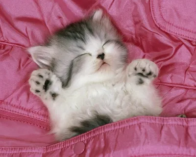 Открытка с именем Котик Спокойной ночи кот засыпает. Открытки на каждый  день с именами и пожеланиями.