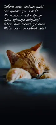 Спокойной ночи красивые картинки с кошками (37 фото) » Юмор, позитив и  много смешных картинок